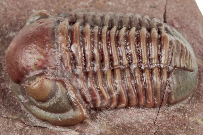 Red Proetid (Proetopeltis)Trilobite - Hamar Laghdad, Morocco #320894
